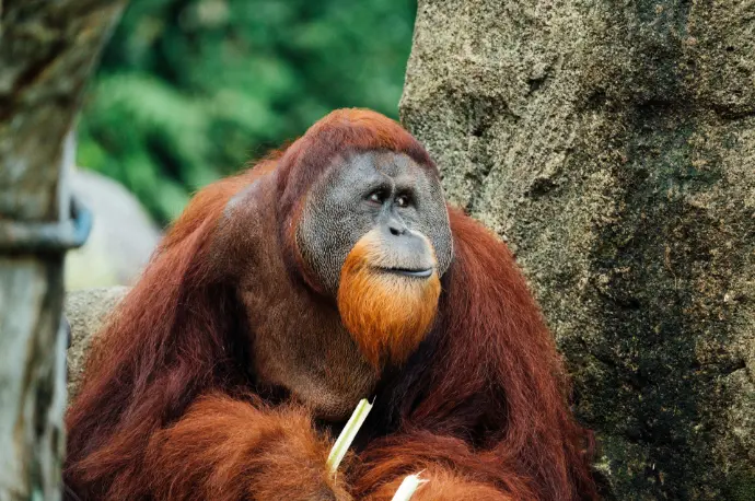 Orangs-Outans Orangs-Outans