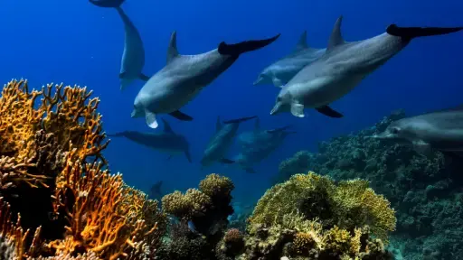 Dauphins Sauvages aux Açores