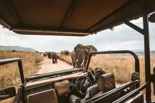 Safari de Luxe en Afrique